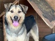 Legolas, der Liebenswürdige 🐾 - Elsdorf (Nordrhein-Westfalen)