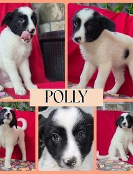 POLLY sucht ihre Menschen - Bissingen
