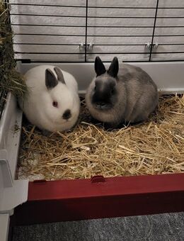 Zwergkaninchen *Pärchen* - Merseburg