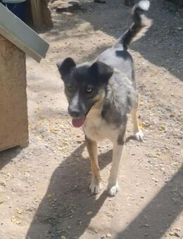 Husky-Mix Maya sucht aktive Familie - Leonberg (Baden-Württemberg)