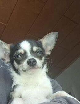 Chihuahua Rüde mit Ahnentafel Ratenzahlung möglich - Jatznick
