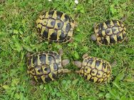 Griechische Landschildkröten - Erzhausen