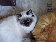 2 Wunderschöne Blue Point Perser Kitten - Niddatal Zentrum