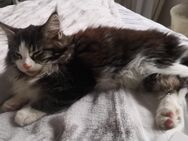 Süßes Maine Coon Kitten sucht neues Zuhause - Berlin Lichtenberg