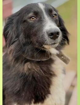 🖤💜 Sanfte Laura sucht Liebe 🐾 - Eislingen (Fils)