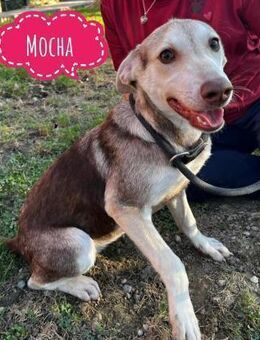 Mocha eine verspielte Hündin - Mannheim