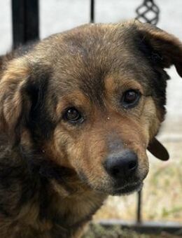 Frieder, geb. ca. 11/2019, Griechenland - Euskirchen