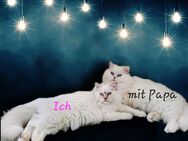Ragdoll Weibchen 6 Monate alt - Luckenwalde