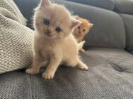 BKH Kitten - Augsburg