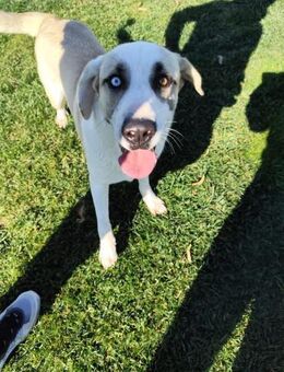 Zuhause/Pflegestelle gesucht für Patrick - Miesbach