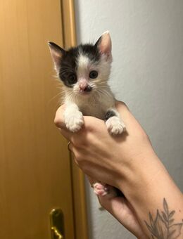 Katzenbabys - Alsleben (Saale)