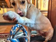 Labrador Mix - Lengefeld