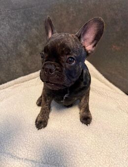 Welpen Französische Bulldogge - Mönchengladbach