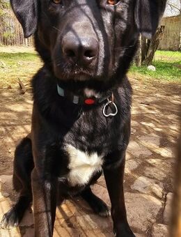 Verspielter Arko sucht aktive Familie - Riesa