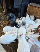 Wir suchen ein schönes neues Zuhause in 17168