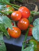 Afrikanische Aubergine in 70569