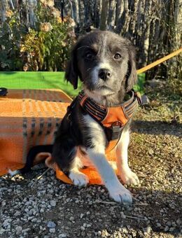 Welpe LUCKY möchte gerne dieWelt erobern - Landau (Pfalz)