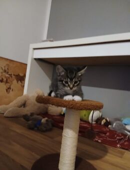 Kitten - Delmenhorst