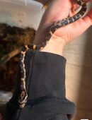 Kornnatter Nachzuchten 2025 in 39112