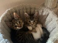 Kitten - Walsrode