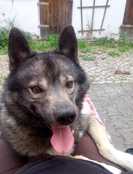 Tamaskan Husky Deckrüde - Ballenstedt