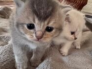 🐱 Zuckersüße Katzenbabys suchen ein liebevolles Zuhause 🐱 BKH Ragdoll Mix - Blankenberg (Mecklenburg-Vorpommern)