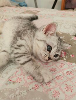 Reinrassige BKH Kitten - Kamp-Lintfort