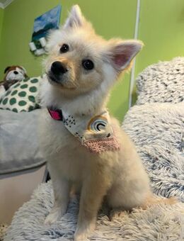 🐾 Hella 4 Monate alte Kleinspitz-Hünd - Kassel