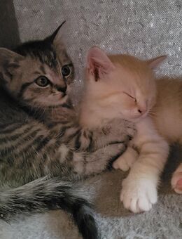 BKH MIX Kitten - Krefeld