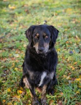 253415 - gemeinsam lernen und schmusen - Overath