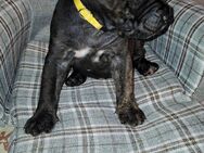 Cane corso mix - Stedesdorf