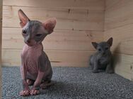 💖 Zwei Sphynx-Mädchen suchen ein liebevolles Zuhause 💖 - Starkenberg