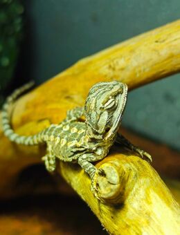 junge Bartagamen Pogona vitticeps - Sulzbach (Taunus)