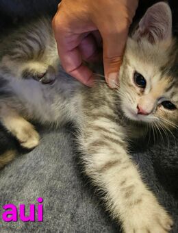 Maine-Coon Mix - Stadtbergen