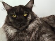Deckkater reinrassige Maine Coon Kater - Baden-Baden Zentrum