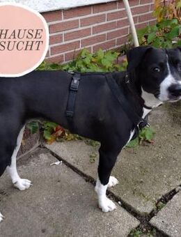 Kira sucht ihr Für-immer-Zuhause🏡🩷 - Saarbrücken