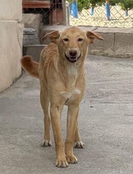Canelo verspielter Junghund Mr - Ludwigshafen (Rhein)