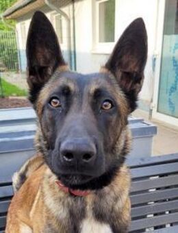 Tony braucht geduldige Besitzer - Bückeburg