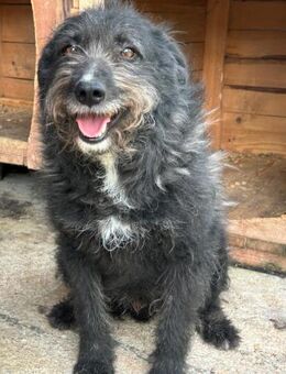 GISMO - sanft, bedacht, liebevoll! - Korschenbroich