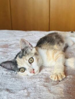 Katrine 🐾 mag weiche Kissen - Kirchheim (München)