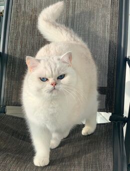 BKH Katze mit Stammbaum - Schwalmstadt Zentrum