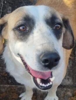 Katja - bezaubernde Hündin 49cm - Rösrath