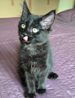 2 süße Katzenmädchen suchen ein liebevolles neues Zuhause - Hauenstein