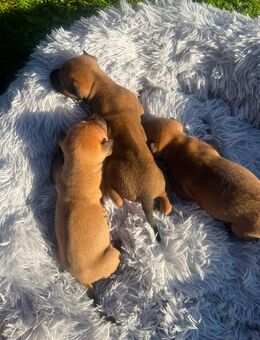 Phu Quoc Ridgeback Welpen - Chamerau
