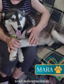 Liebe Mara sucht ihre Familie ❤️🐶 - Großefehn
