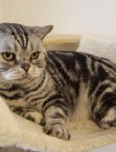 American Shorthair Kater in Rente in 67117