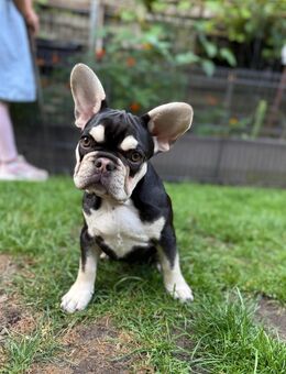 Französische Bulldoggen Welpen - Lüdinghausen
