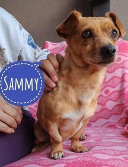 Sammy braucht ein Zuhause - Flörsheim-Dalsheim