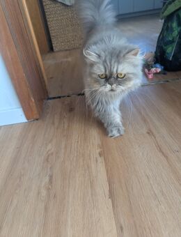 BKH Mix Langhaar - Sigmaringen