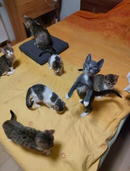 Babykatzen suchen neues Zuhause - Nürnberg